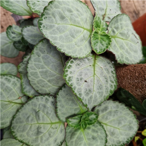 Plectranthus Oertendahlii